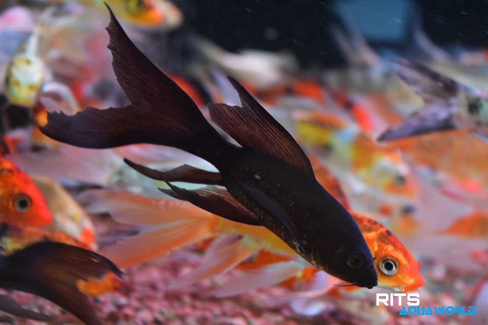 Rits Aquaworld Fish pet